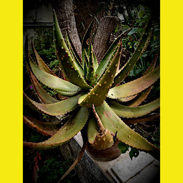 Aloe Monstruosa